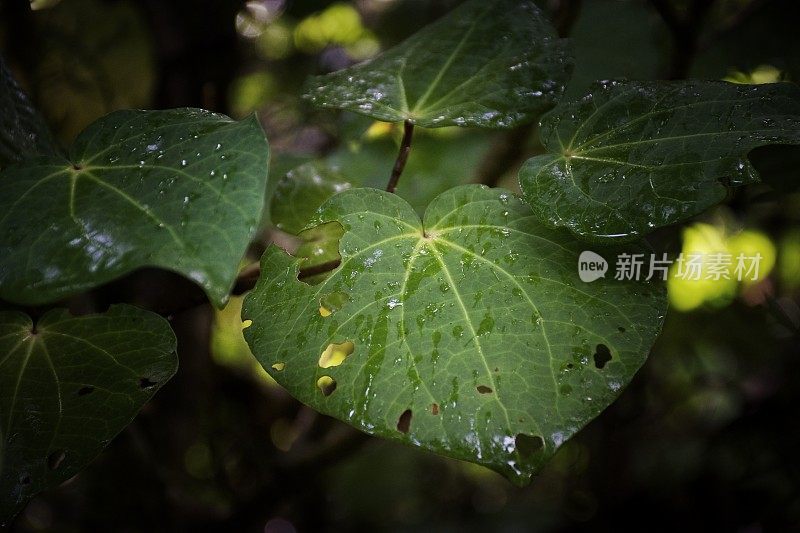 川川郁郁葱葱的绿色植物背景(Piper excelsum)